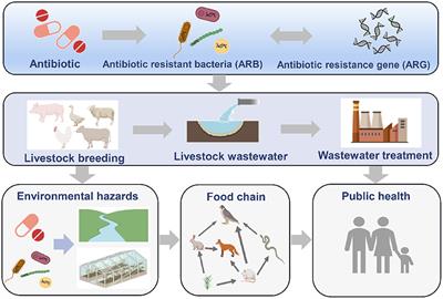 Removal of antibiotic resistance genes during livestock wastewater treatment processes: Review and prospects